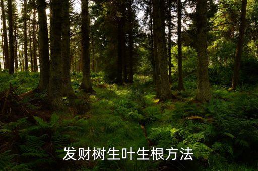 发财树生叶生根方法