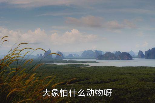 大象怕什么动物呀
