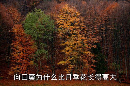 葵月季，向曰葵为什么比月季花长得高大