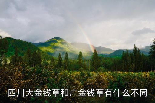 四川大金钱草和广金钱草有什么不同