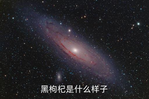 黑枸杞是什么样子