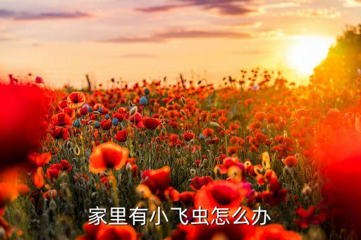 小飞虫，室内有小飞虫是怎么回事如何处理