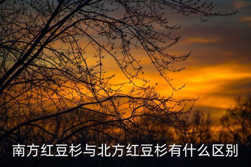 南方红豆杉，南方怎样红豆杉种植方法