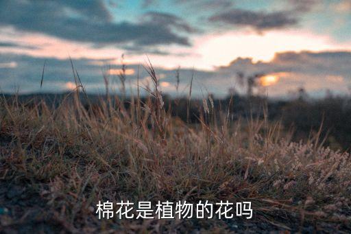 棉花是植物的花吗