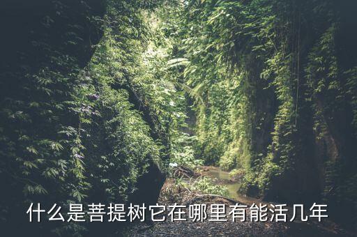 什么是菩提树它在哪里有能活几年