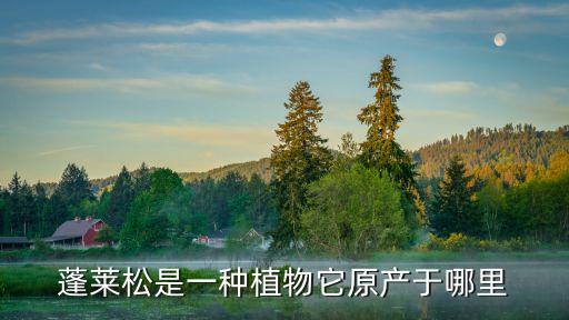 蓬莱松是一种植物它原产于哪里