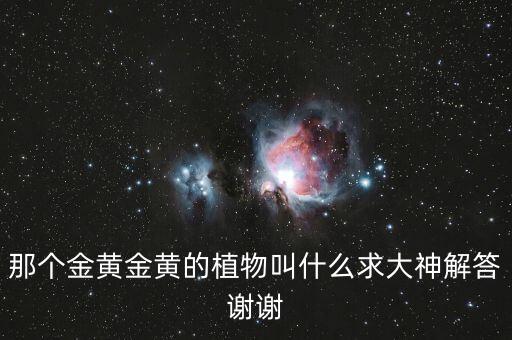 那个金黄金黄的植物叫什么求大神解答谢谢