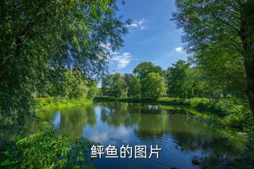 鲆鱼的图片