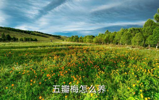 五瓣梅，五瓣梅怎么养