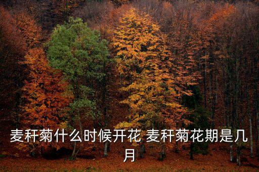 麦秆菊什么时候开花 麦秆菊花期是几月