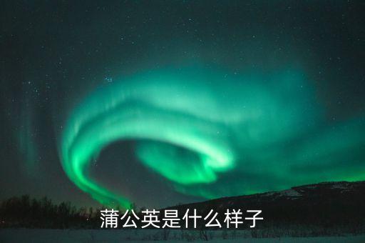 蒲公英长什么样子，蒲公英的长相
