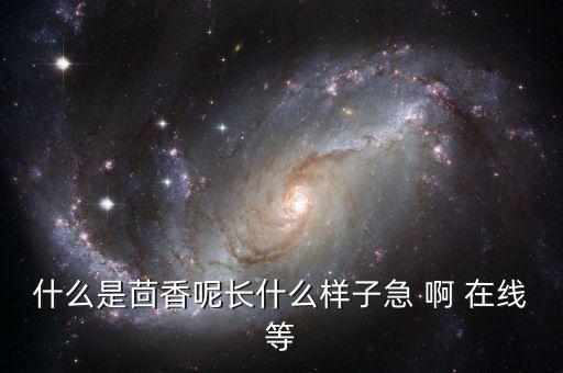 茴香长什么样子，毛茴香长什么样