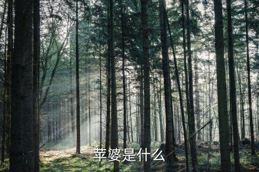 苹婆是什么