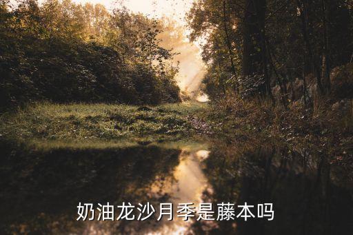 奶油龙沙月季是藤本吗