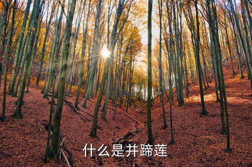 什么是并蹄莲