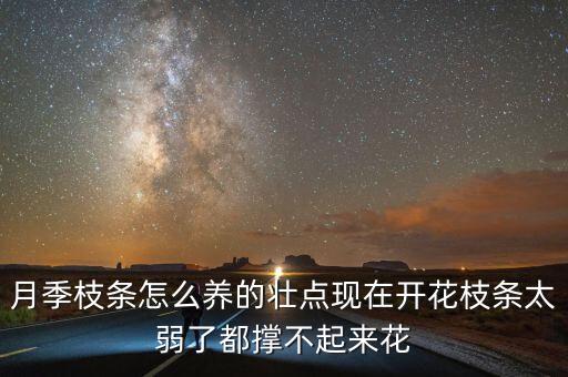 月季小苗如何养壮，月季枝条怎么养的壮点现在开花枝条太弱了都撑不起来花