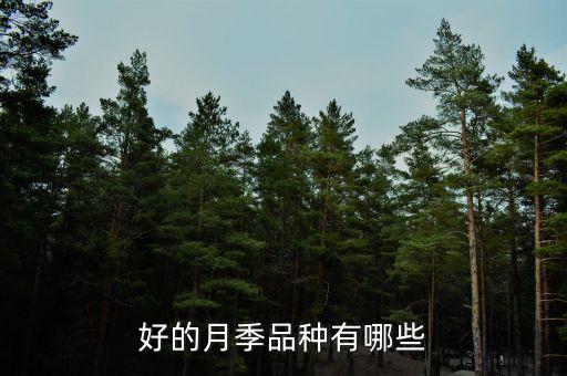 买了不后悔的月季品种，月季里最好的品种