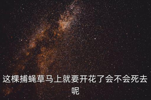 这棵捕蝇草马上就要开花了会不会死去呢