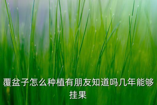 覆盆子种植，覆盆子什么时候种植最佳