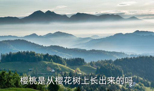 樱桃是从樱花树上长出来的吗