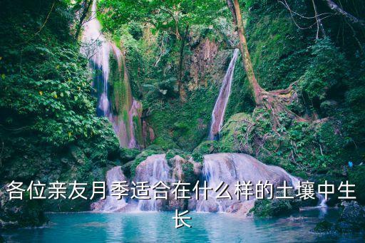 月季用什么土最好，种月季用什营养土