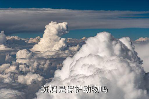 斑鸠是保护动物吗，斑鸠是国家几级保护动物