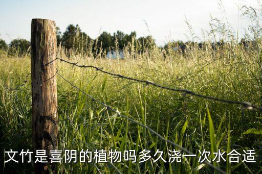 文竹是喜阴的植物吗多久浇一次水合适