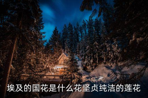 埃及的国花是什么花坚贞纯洁的莲花