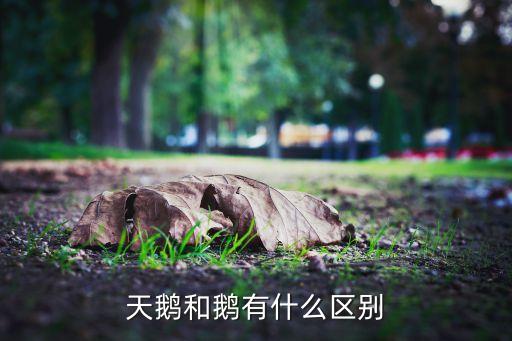 天鹅和鹅的区别，有谁能告诉我天鹅跟鹅有什么区别吗不都鹅嘛