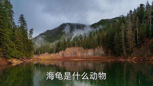 海龟是什么动物