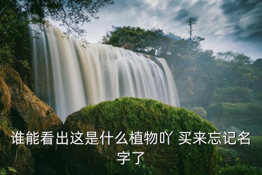 谁能看出这是什么植物吖 买来忘记名字了