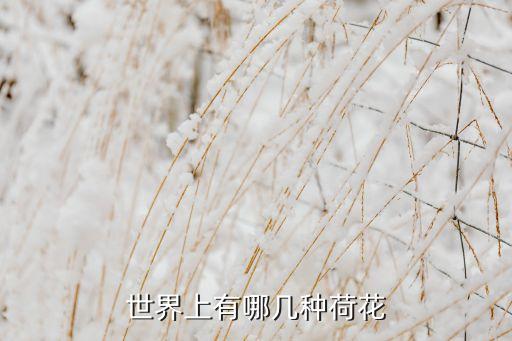 世界上有哪几种荷花