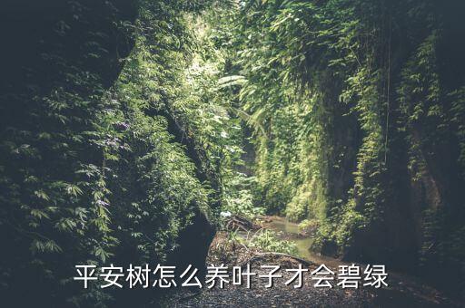 平安树怎么养叶子才会碧绿