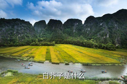 白芥子，白芥子是白萝卜仔吗...