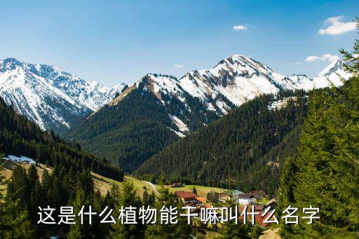 长药八宝，这是什么植物能干嘛叫什么名字