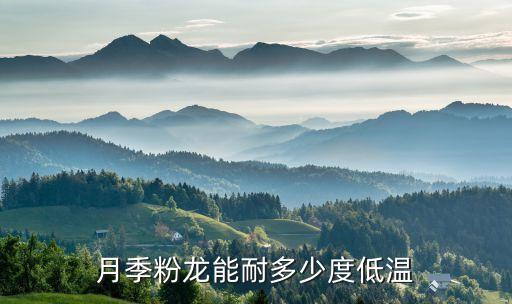 月季粉龙能耐多少度低温