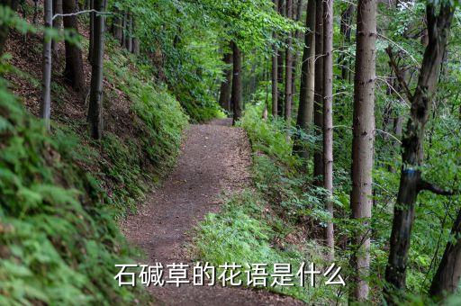 石碱草的花语是什么