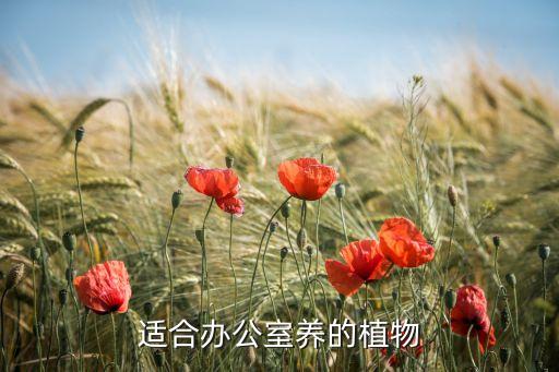 办公室绿植，办公室适合的绿植推荐
