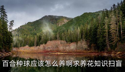 百合种球怎么种植，我在网上买了两个百合花种球要怎么种下花盆土里有哪些注意事项
