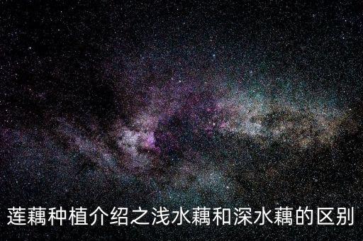 莲藕种植介绍之浅水藕和深水藕的区别
