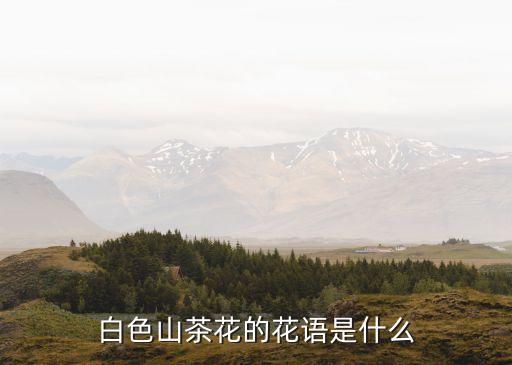 白色山茶花的花语是什么