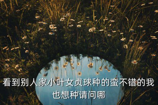 女贞球，小叶女贞球现在出现了叶子干枯掉叶子一些枝条变颜色这是什么