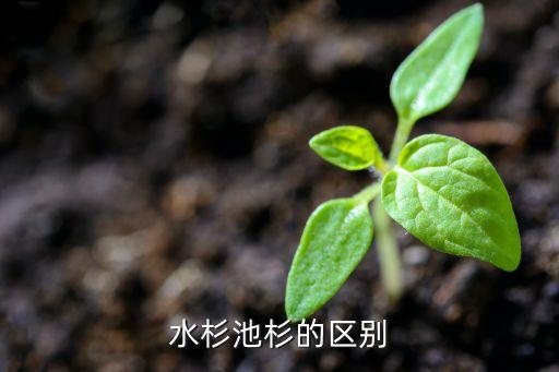 池杉和水杉的区别，水杉池杉的区别