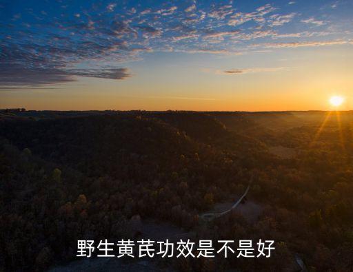 野生黄芪功效是不是好