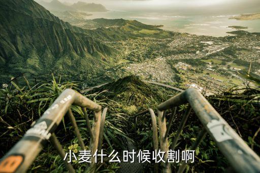 小麦什么时候收割啊