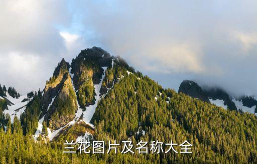 兰花图片及名称大全