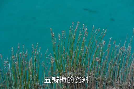 五瓣梅的资料