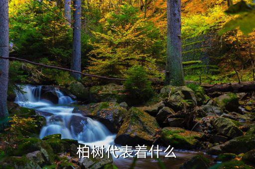柏树代表着什么