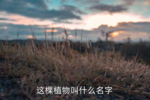 这棵植物叫什么名字