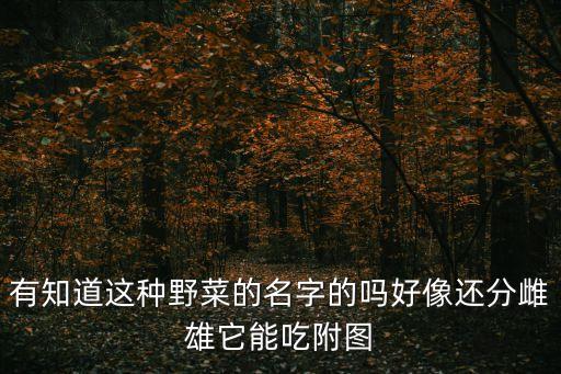 桃叶鸦葱，老虎嘴是什么
